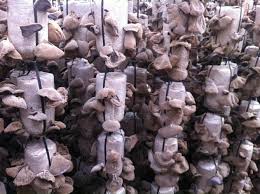 Kỹ thuật trồng nấm mộc nhĩ trên gỗ